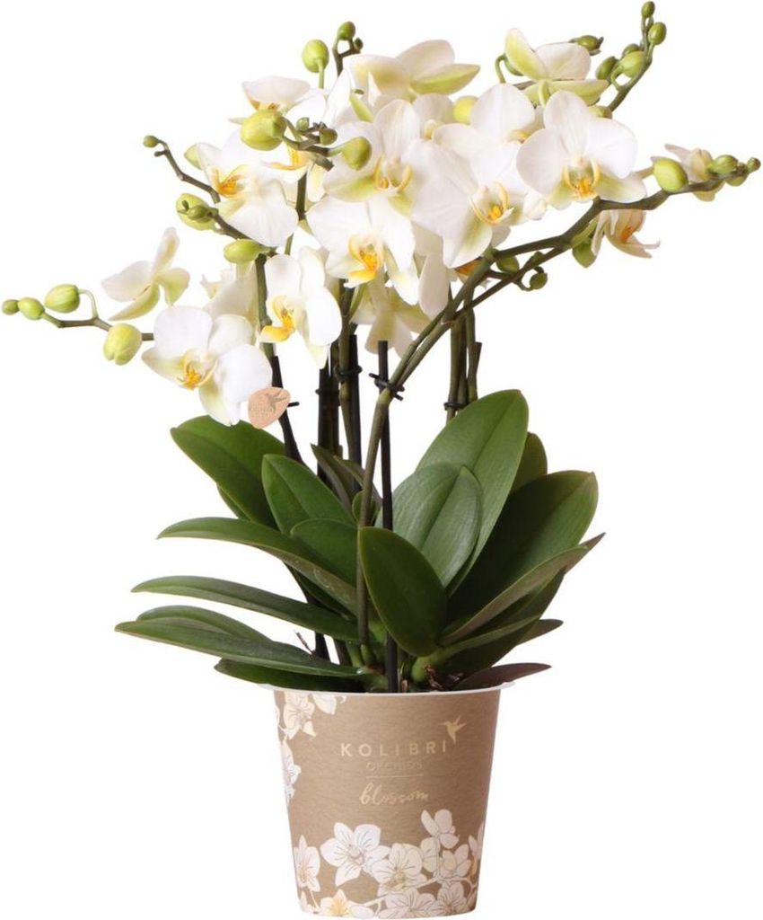 Phalaenopsis Orchidee Lausanne Weiß Ø12cm 2 3 Zweige Elegante Zimmerpflanze