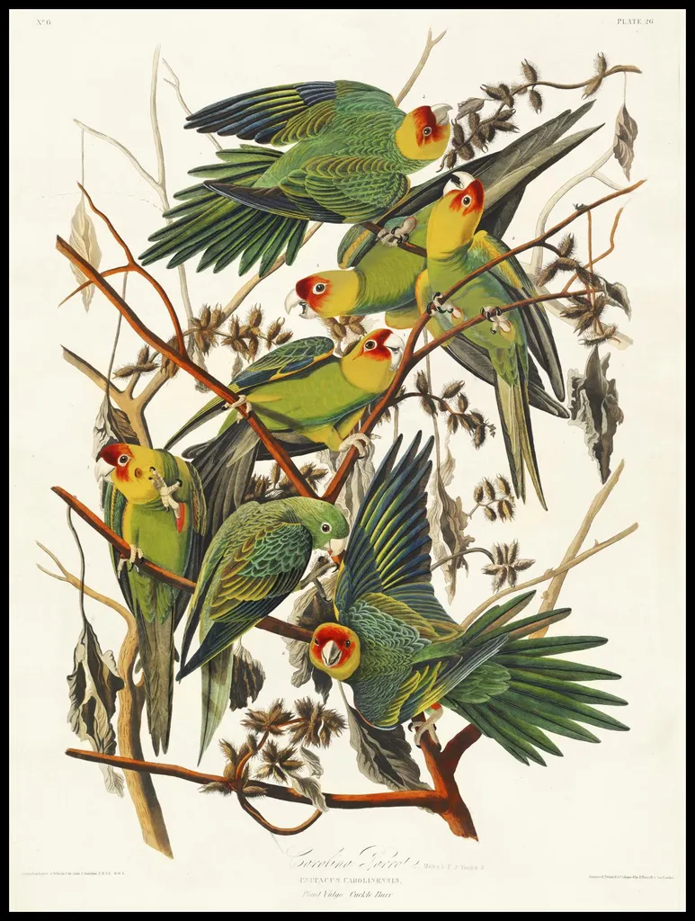 Grande affiche Perroquet de Caroline Audubon 75x100 cm papier premium