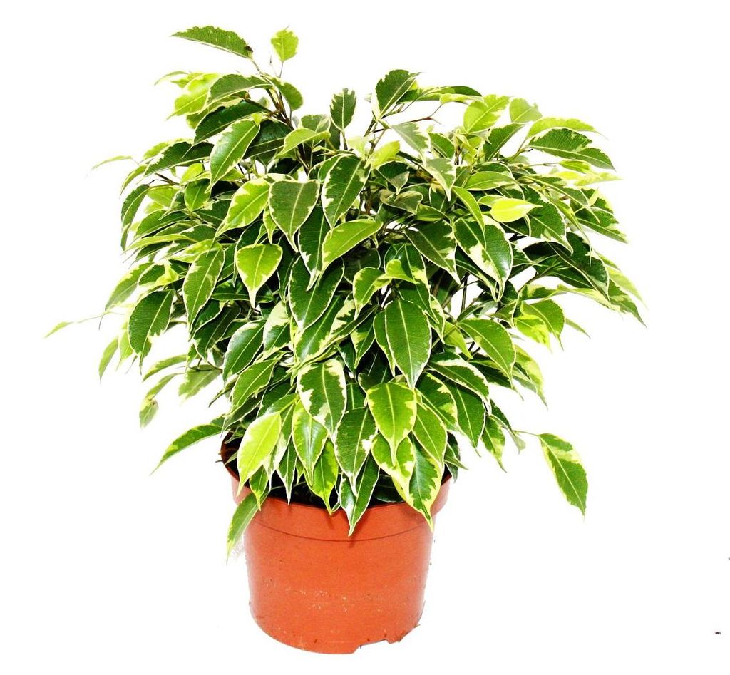 Exotenherz – Tränenfeige – Ficus „Kinky“ – weiße Blätter – 1 Pflanze – pflegeleicht – luftreinigend – 12-cm-Topf