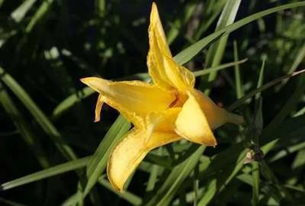 Lot de 6 Hemerocallis citrina - Hémérocalle jaune en pot de 9x9 cm - 2