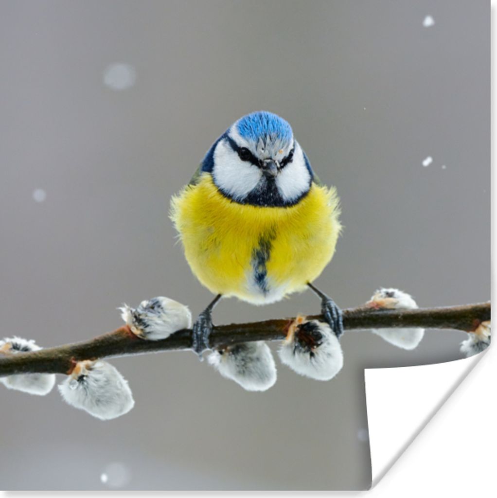 MuchoWow Poster Blaumeise - Vogel - Zweig - Gelb - Blau 75x75 cm - Wand Dekoration