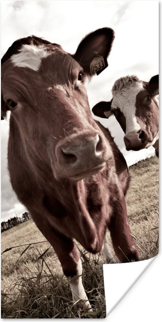 MuchoWow Poster Kühe auf einem Feld Sepia-Fotodruck 40x80 cm - Dekoration