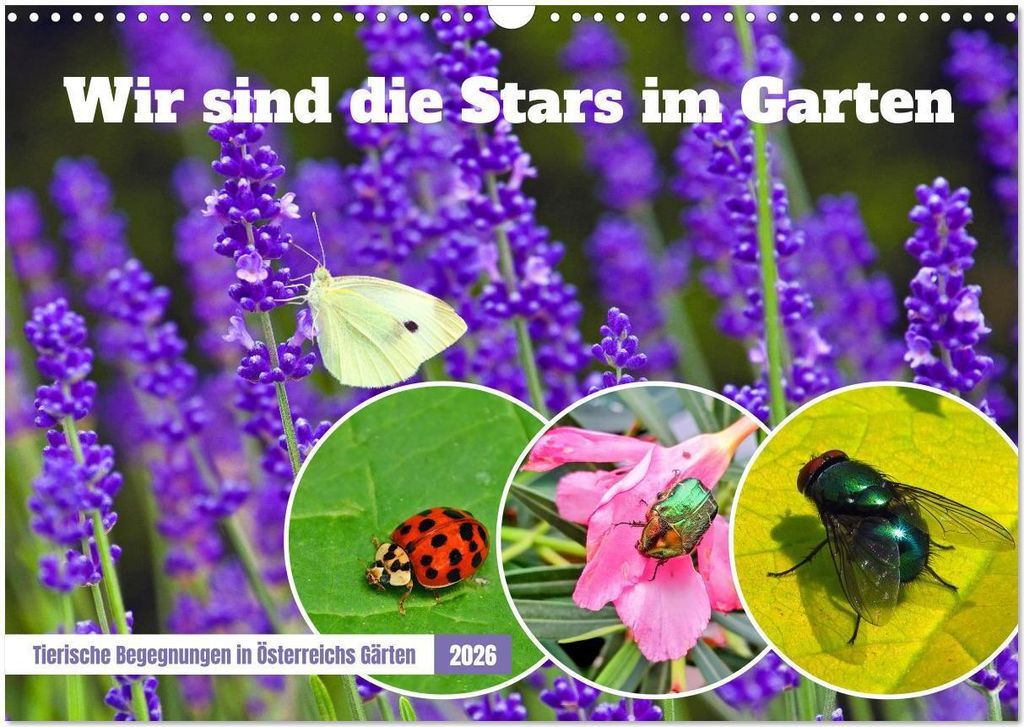 Wir sind die Stars im Garten (Wandkalender 2026 DIN A3 quer), CALVENDO Monatskalender