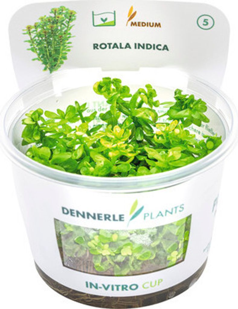 Rotala indica In-Vitro