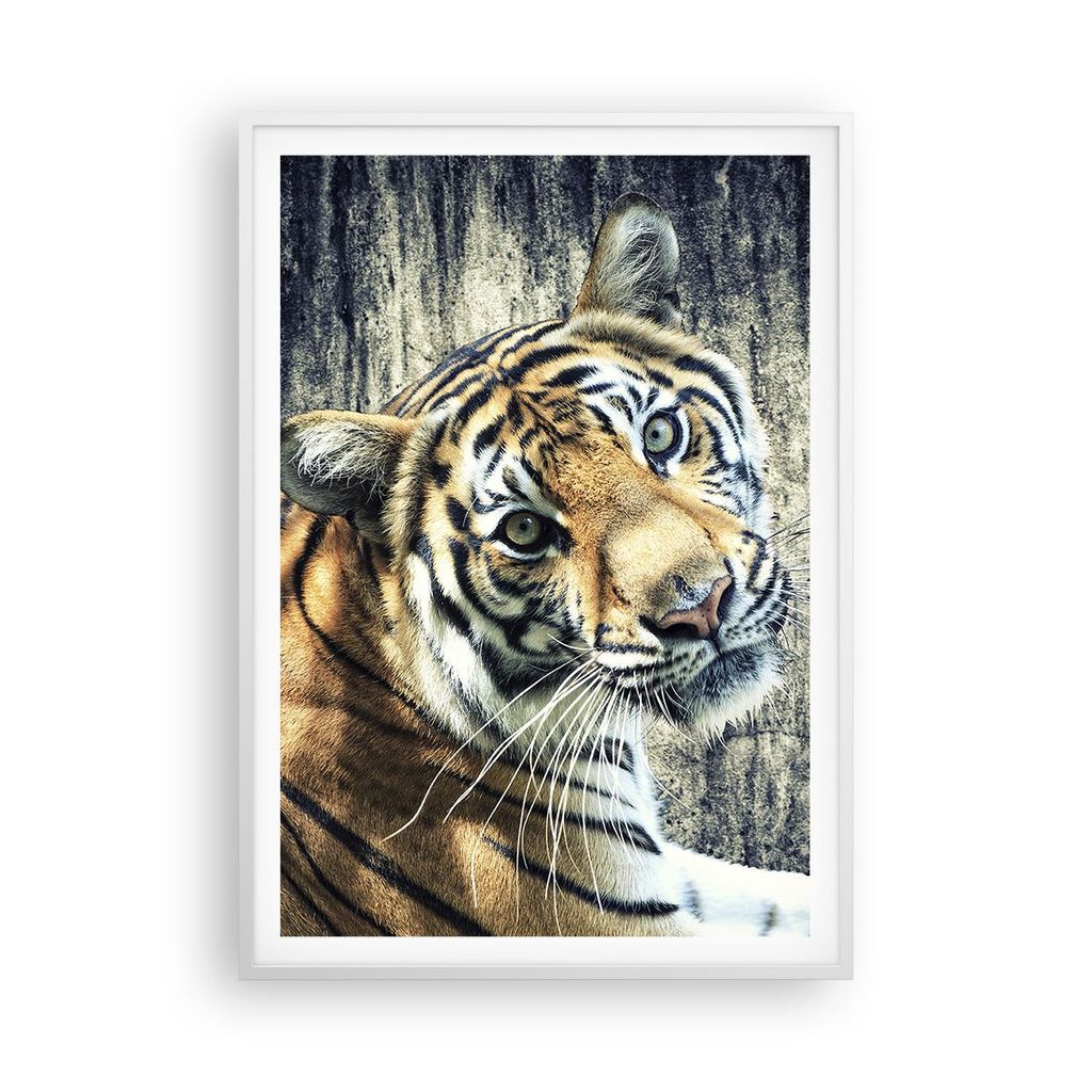 Gerahmtes Poster - Weißer Rahmen - Indien stein tiger wild - 70x100 cm - Wand Bild - Wanddeko - Wandbilder - Kunstposter - Wandposter - Bilderrahm...