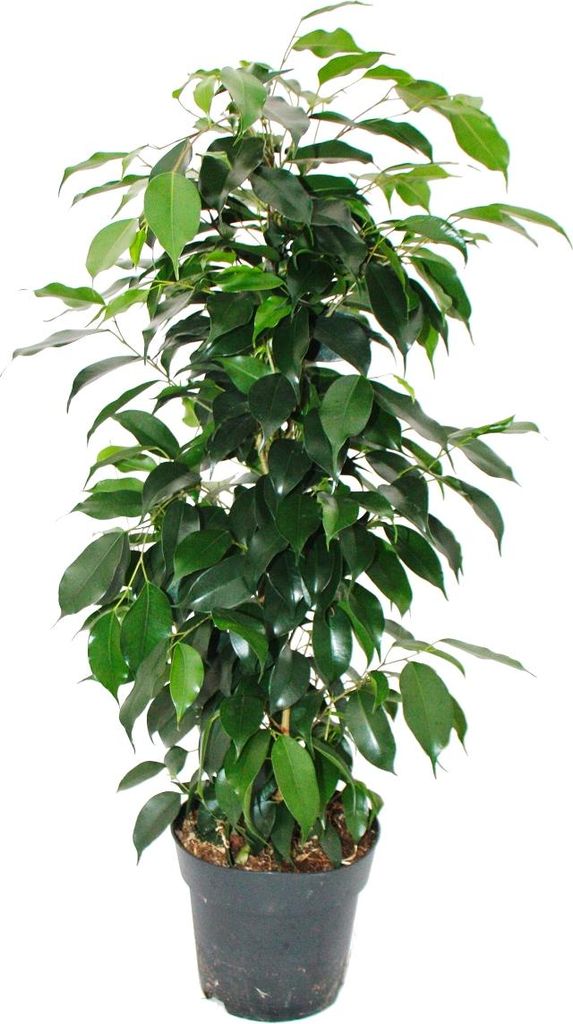 Ficus benjamini "Danielle" im 17cm Topf Produktbild 