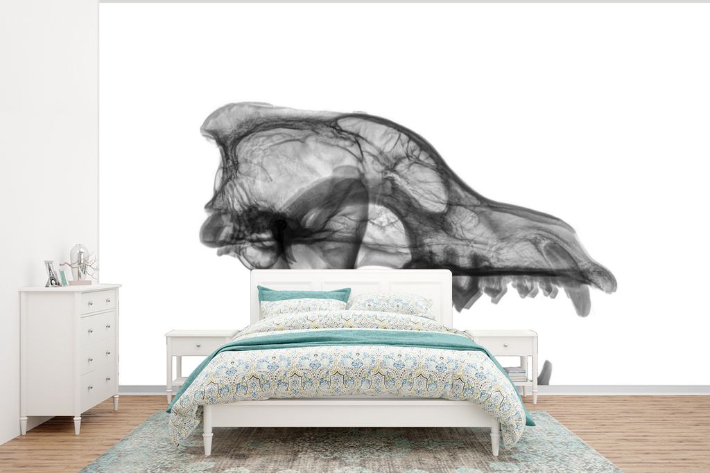 MuchoWow Fototapete für Wohnzimmer oder Schlafzimmer Wandtapete Vinyl Motivtapete Schädel - Wolf - Zahn - 375x280 cm - Schlafzimmer tapete