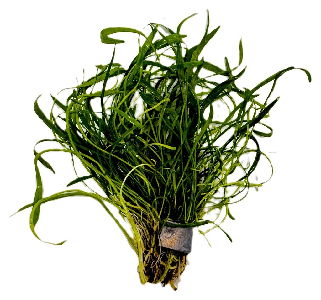 Ein Bund Brasilianisches Gras/Lilaeopsis brasiliensis, auch bekannt als Neuseelandgras/Lilaeopsis novae zelandiae, Rasenbildende Vordergrundpflanzen