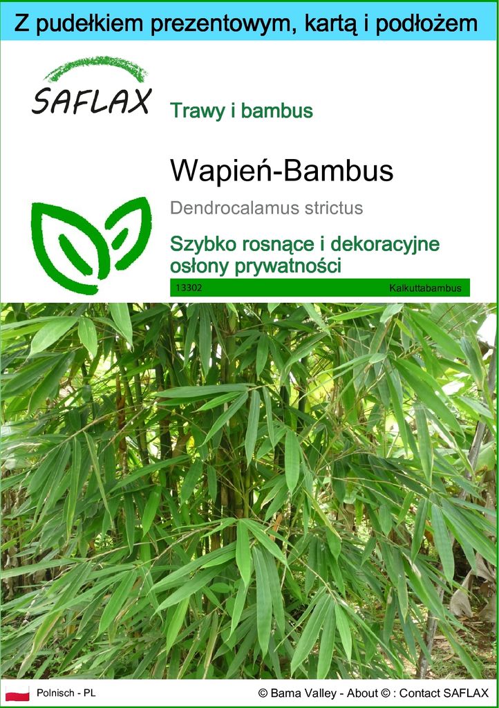SAFLAX - Zestaw prezentowy - Wapień-Bambus - 50 Nasiona - Z Zdjęcie produktu 