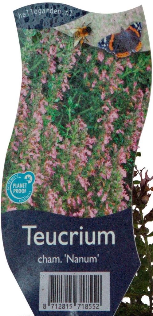 Teucrium cham 'Nanum' Gamander Staude Griffin