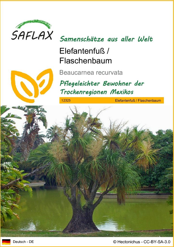 SAFLAX - Elefantenfuß / Flaschenbaum - 10 Samen - Beaucarnea recurvata