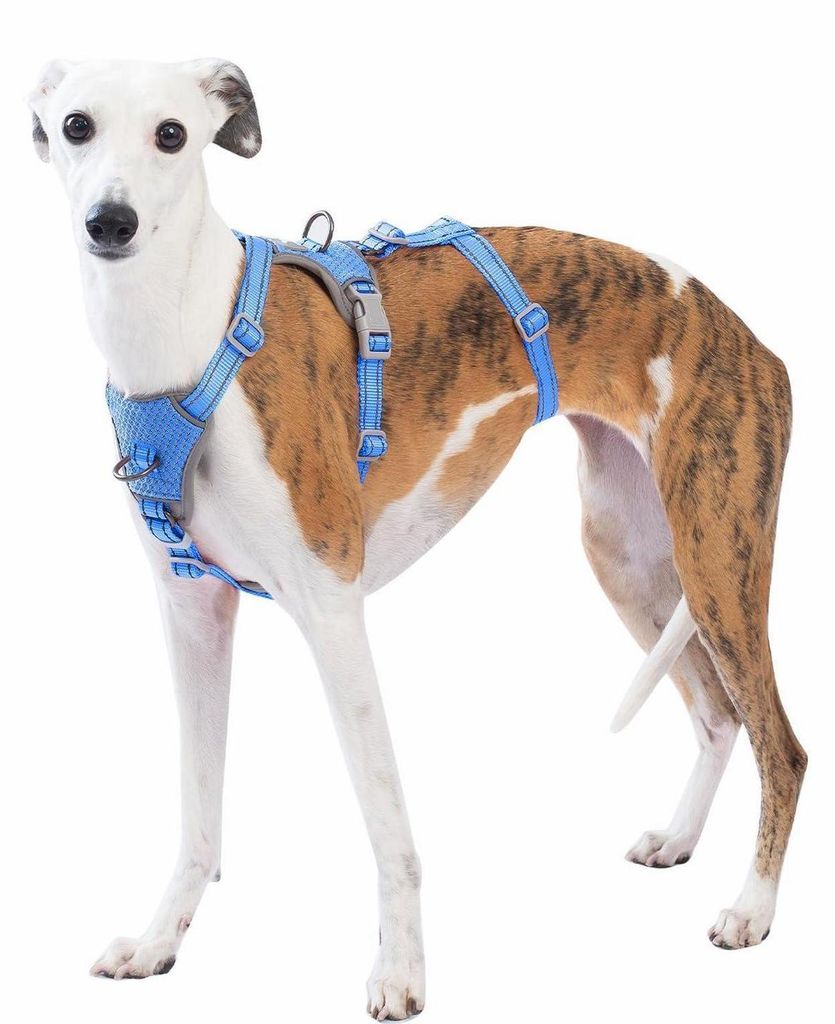 Harnais de sécurité pour chien, anti-évasion, Image du produit 