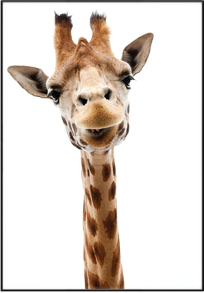 Wallario Wandbild Giraffenkopf, Größe: 70,30 x 100,30 cm, Poster mit schwarzem Aluminiumrahmen