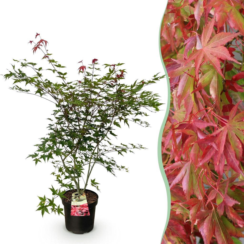 Japanischer Ahorn Acer palmatum Beni Maiko Ø26cm 90cm rotlaubig Zierahorn
