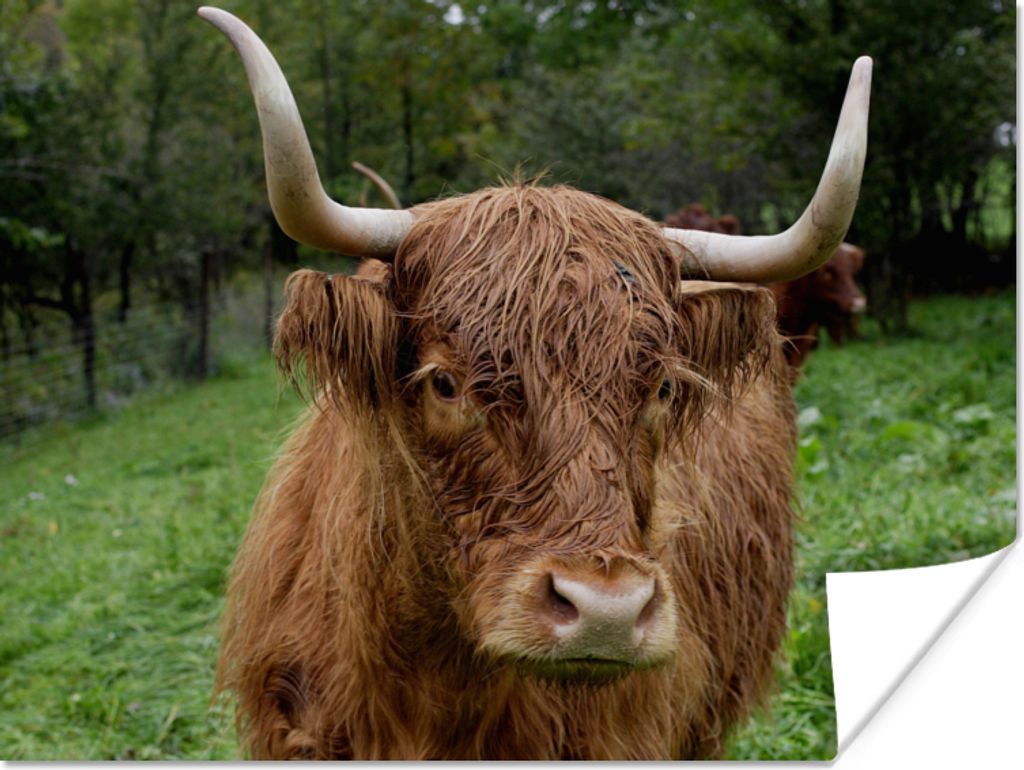 MuchoWow Poster Schottische Highlander - Tiere - Gras 120x90 cm - Wandbild