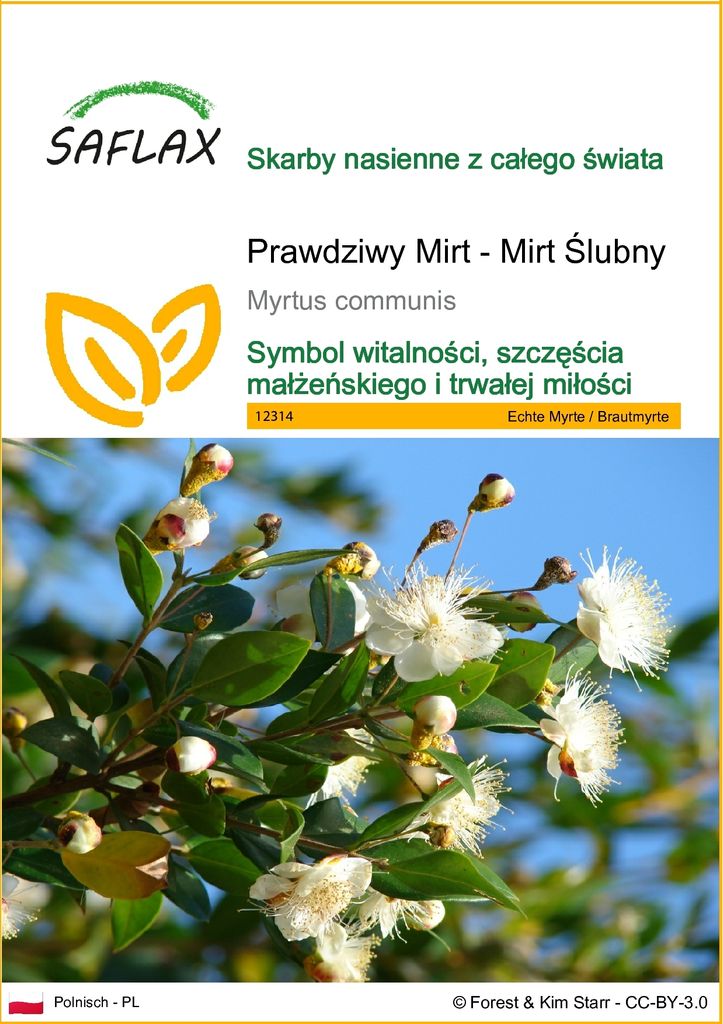 SAFLAX - Prawdziwy Mirt - Mirt Ślubny - 30 Nasiona - Myrtus Zdjęcie produktu 