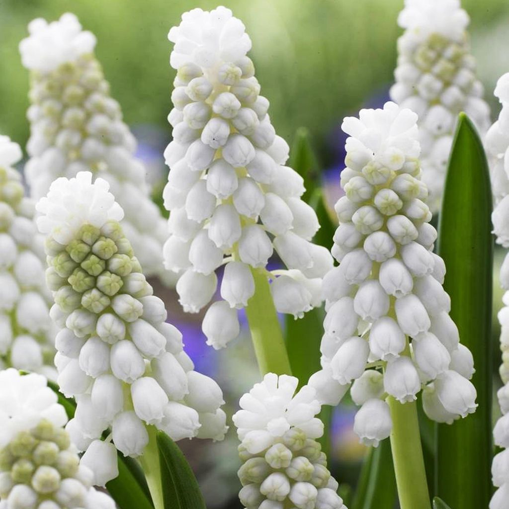 Muscari - Szafirek Siberian Tiger 10 szt. Szafirki Cebulki Zdjęcie produktu 