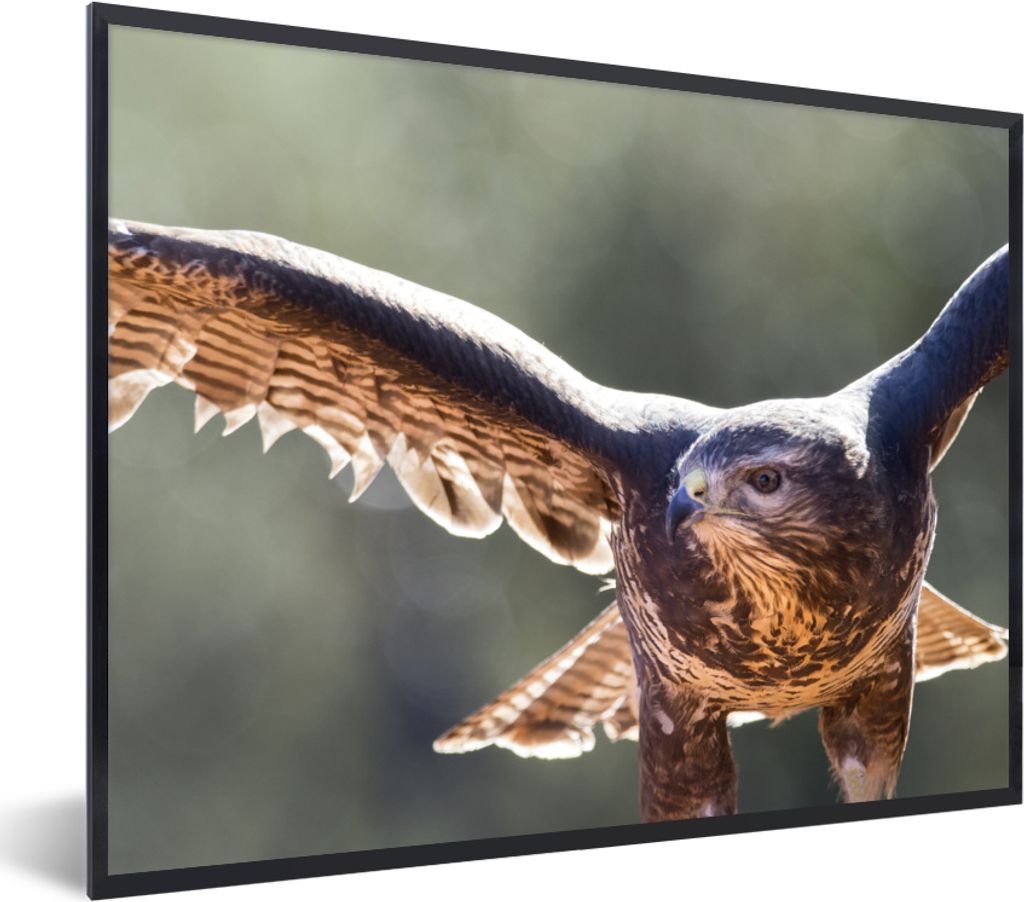 MuchoWow MuchoWow Gerahmtes Poster Bussard in Valencia, Spanien 40x30 cm - Poster mit zchwarzem Bilderrahmen - Kunstposter - Wanddekorationen