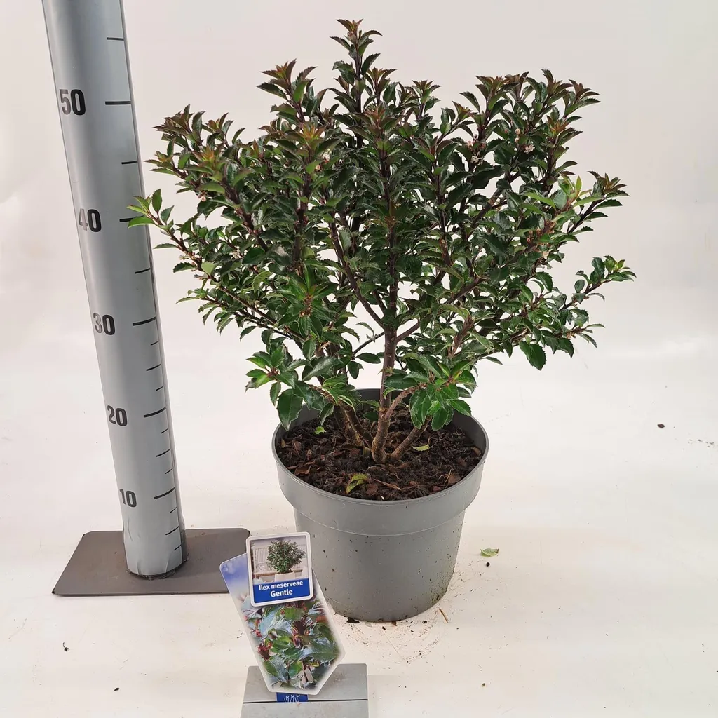 Ilex meserveae Gentle Annys Dwarf - Houx bleu 40-50 cm en pot