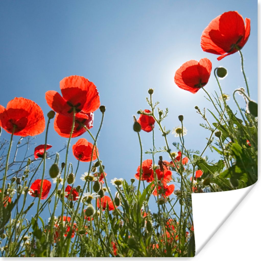 MuchoWow Poster Strahlende Sonne über einigen Mohnblumen in Spanien 100x100 cm - Babyzimmer