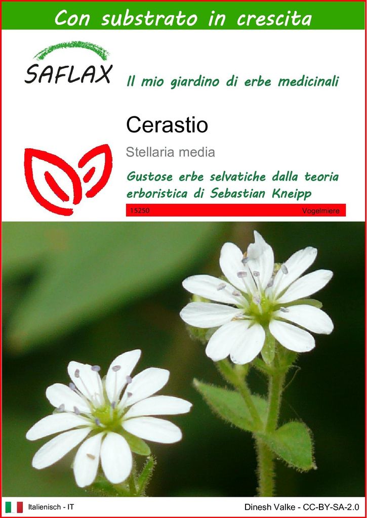 SAFLAX  - Cerastio - 1000 semi - Con substrato - Stellaria Immagine del prodotto 