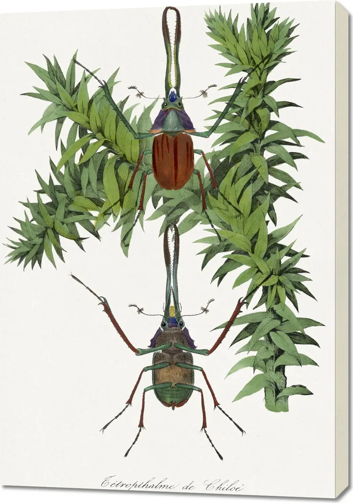 Quadro Vintage Paul Gervais Chrząszcz 70x100 cm: Entomologia d'Autore
