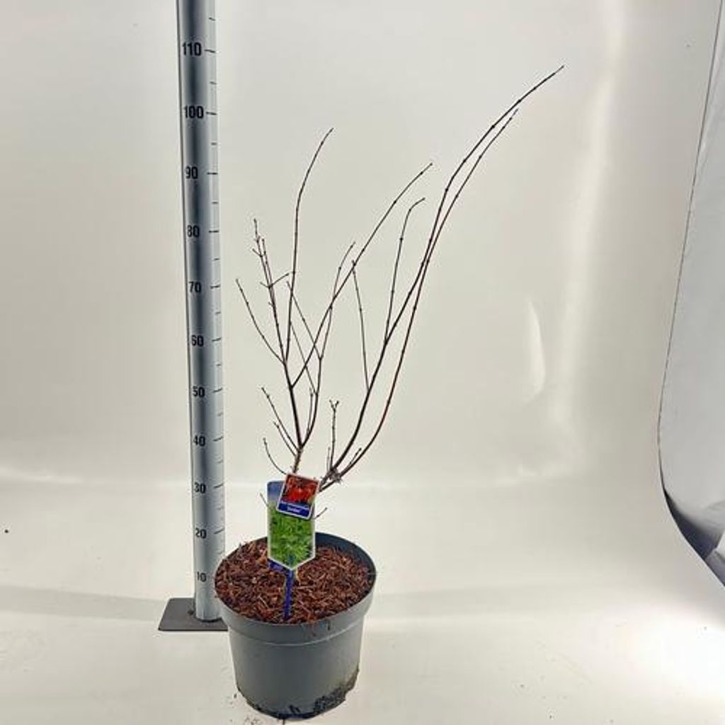 Acer shirawanum 'Jordan' - Fächerahorn | 60-80 cm im Topf