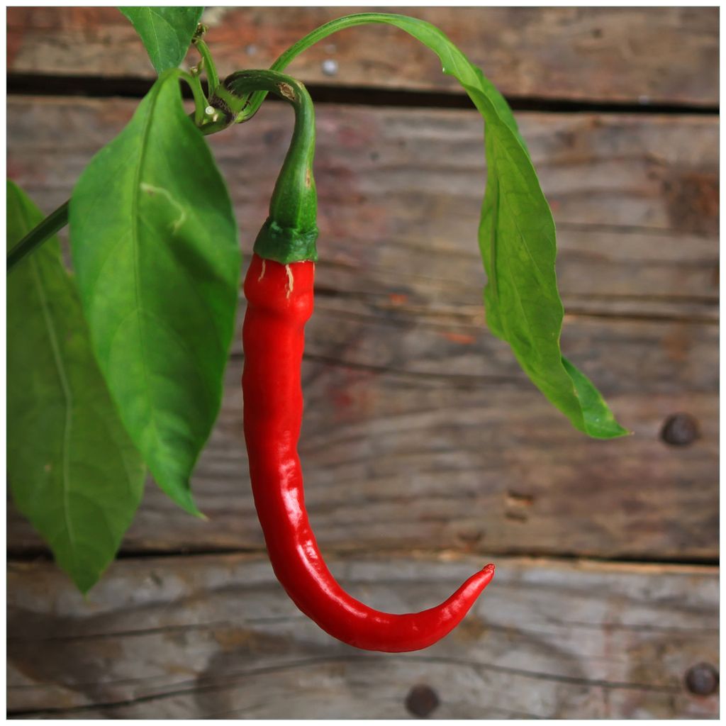 Wallario Premium Glasbild, freischwebende Optik, kräftige Farben, Größe 50 x 50 cm Motiv Hängende Chili-Schote