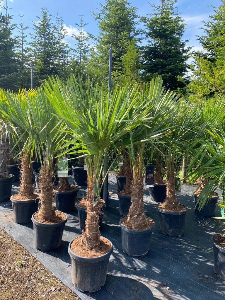 Trachycarpus Fortunei Palmier de Chine 140-160 cm Tronc 30 cm -18°C