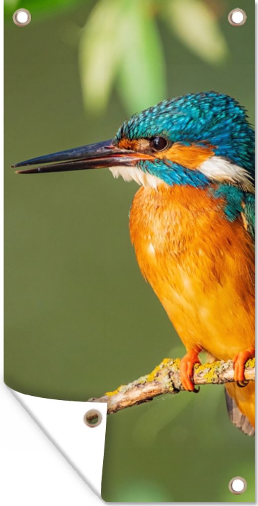 MuchoWow 30x60 cm Outdoor-Poster Gartendeko Sichtschutz Garten Poster für den Garten Vogel - Eisvogel - Zweig - Blätter - Moos