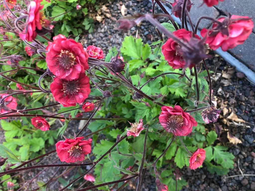 Lot de 6 Benoîtes 'Flames of Passion' - Plantes vivaces rouges de jardin