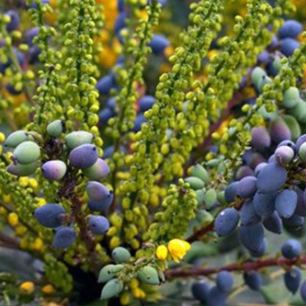 Mahonie - Mahonia media 'Charity' | 60-80 cm in Container