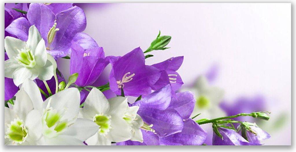 Glasbilder 140x70 Wandbild Druck auf Glas Blumen Pflanzen