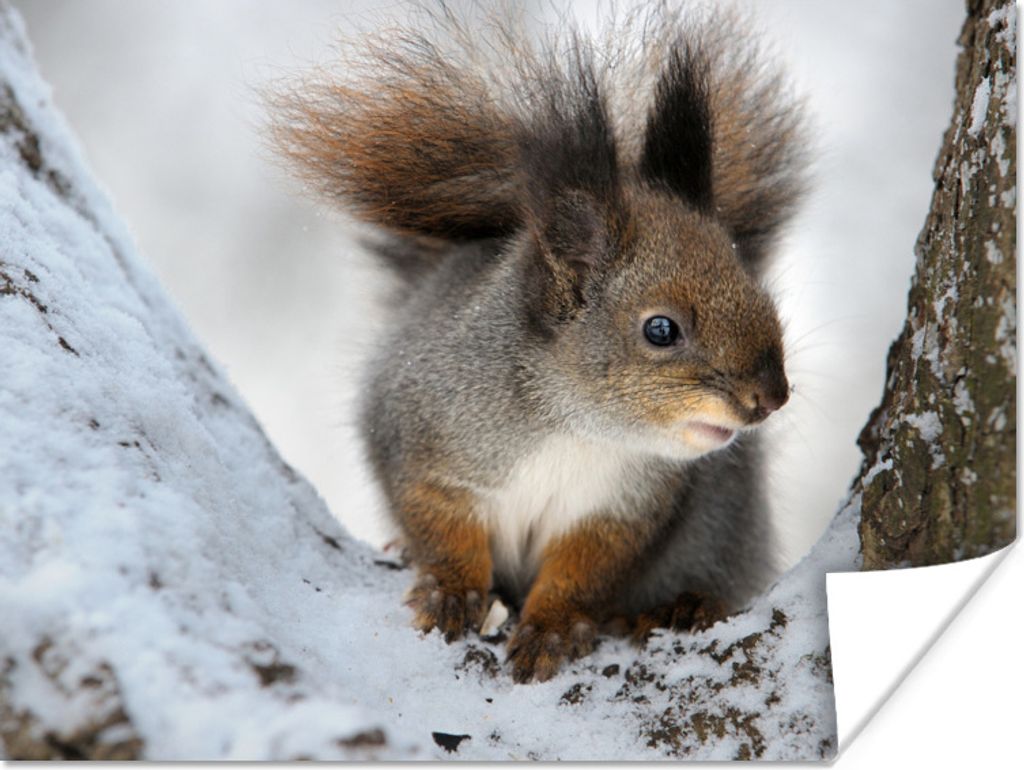 MuchoWow Poster Eichhörnchen - Tier - Baum - Winter 160x120 cm - Foto Plakat