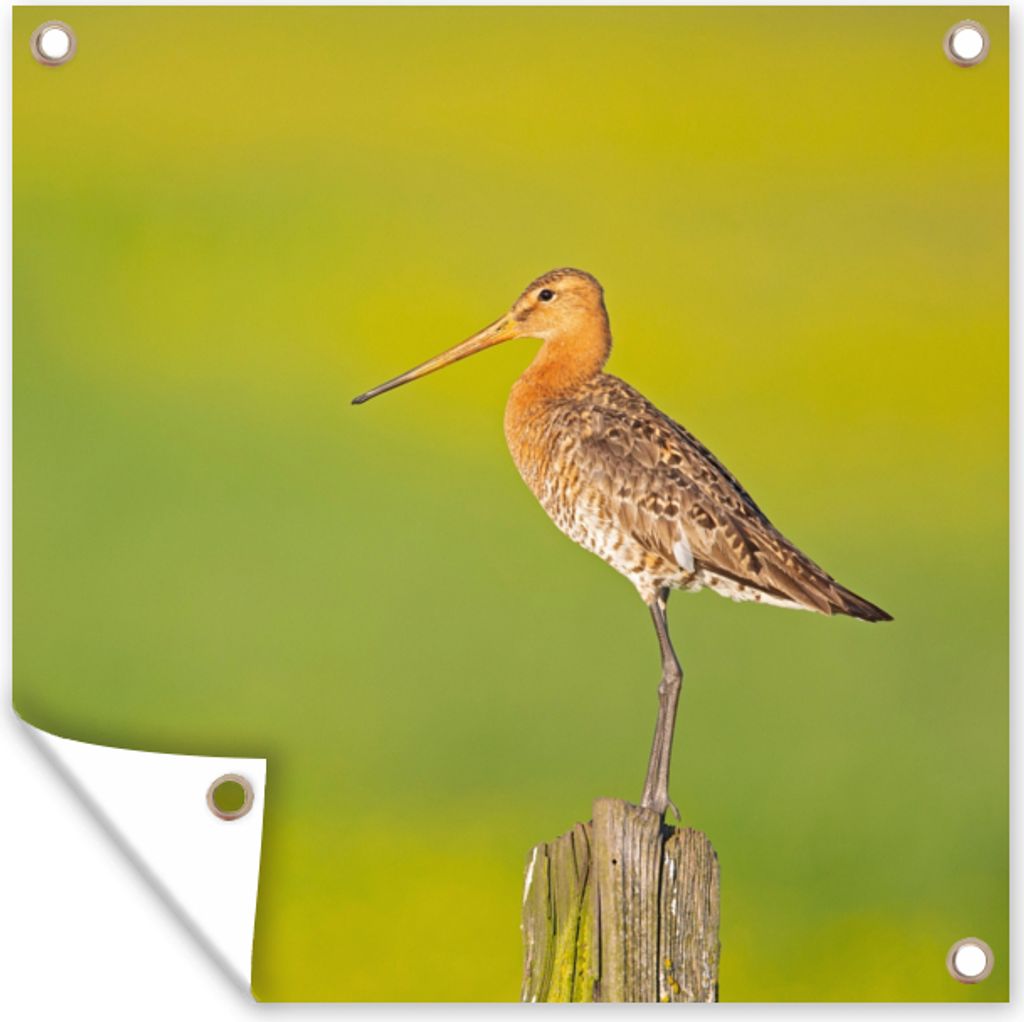 MuchoWow 100x100 cm Outdoor-Poster Gartendeko Sichtschutz Garten Poster für den Garten Vogel - Tiere - Uferschnepfe - Pfahl - Grün