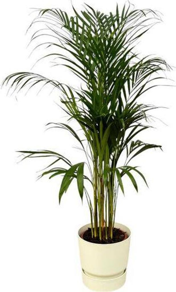Areca Palme – Betelpalme – Zimmerpflanze ca. 110cm – ø21cm – inkl. Pflanzgefäß Greenville Weiß D24xH23 – Tropische Zimmerpalme für W...