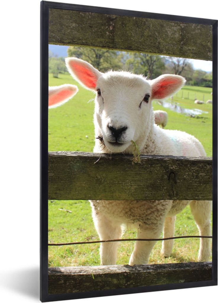 MuchoWow Gerahmtes Poster Schafe - Tiere - Bauernhof 20x30 cm - Poster mit Schwarzem Bilderrahmen Wandposter Rahmen Foto Bilder - Drucken - Bilde...