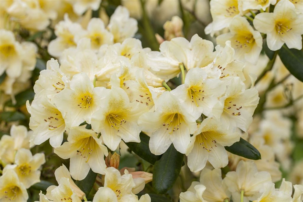 Rhododendron yakushimanum 'Millenium Gold', gelb, 25–30 cm