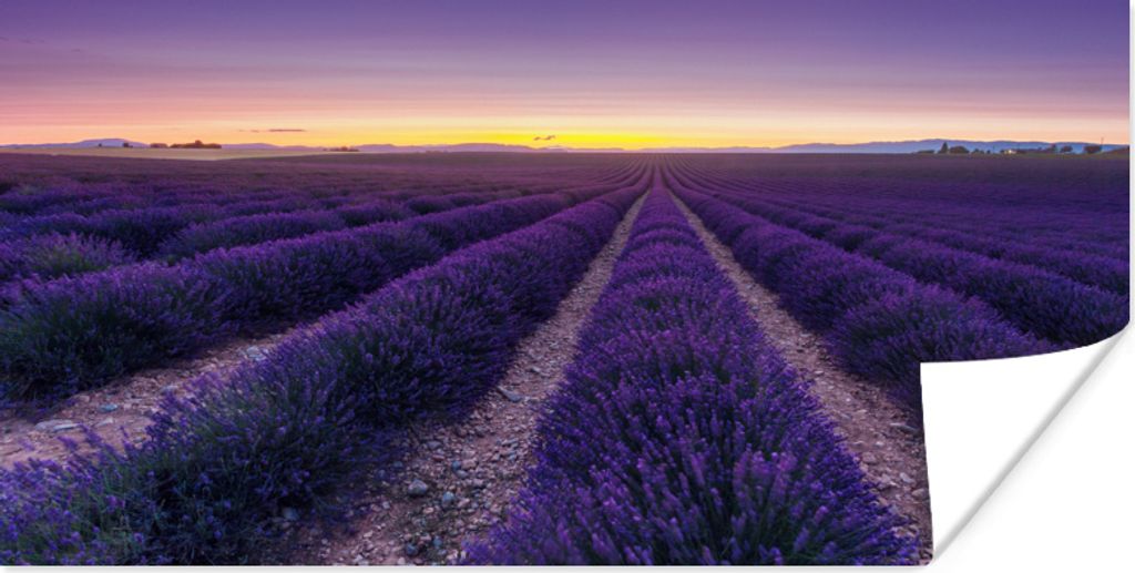 MuchoWow Poster Lila Himmel über Reihen in einem Lavendelfeld 80x40 cm - Wanddeko