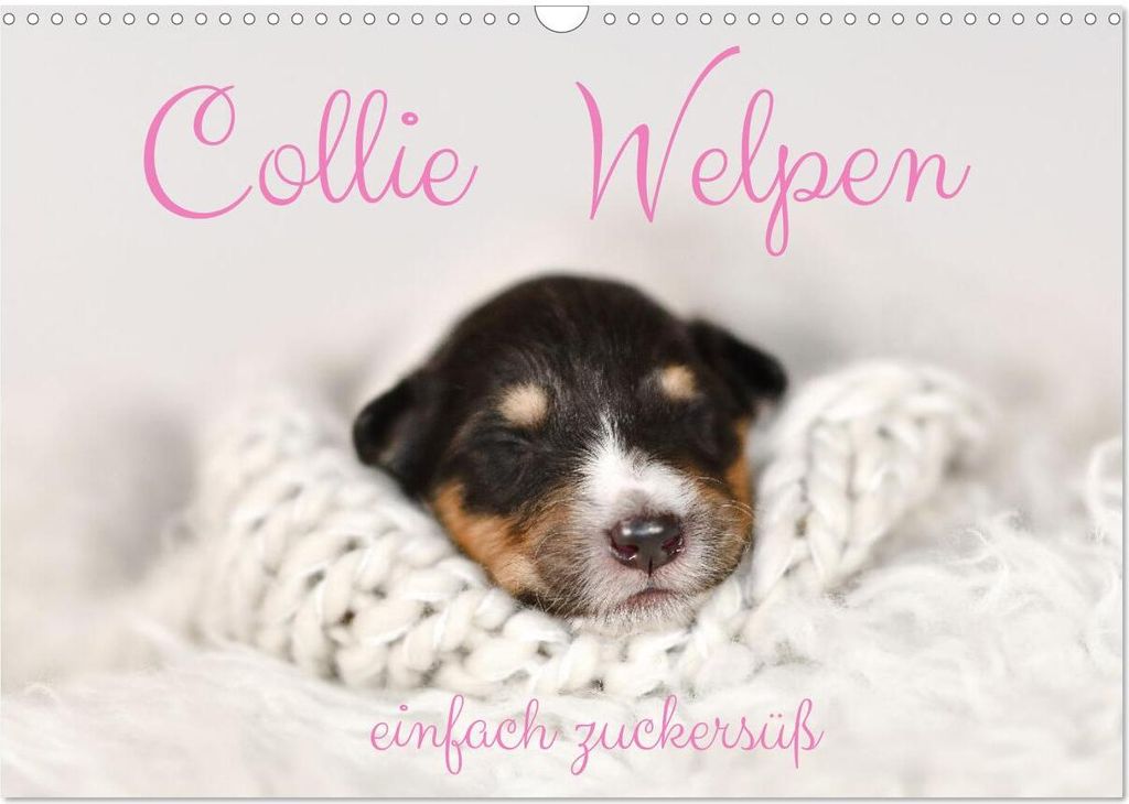 Collie Welpen einfach zuckersüß (Wandkalender 2026 DIN A3 quer), CALVENDO Monatskalender