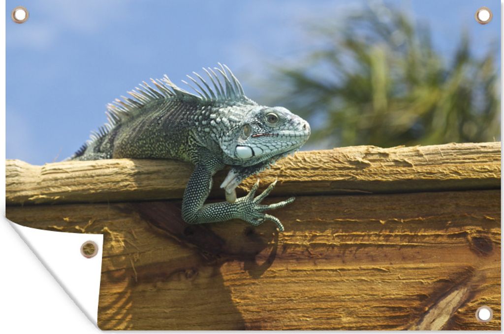 MuchoWow 90x60 cm Outdoor-Poster Gartendeko Sichtschutz Garten Poster für den Garten Darstellung eines Leguans auf Holz in Curacao