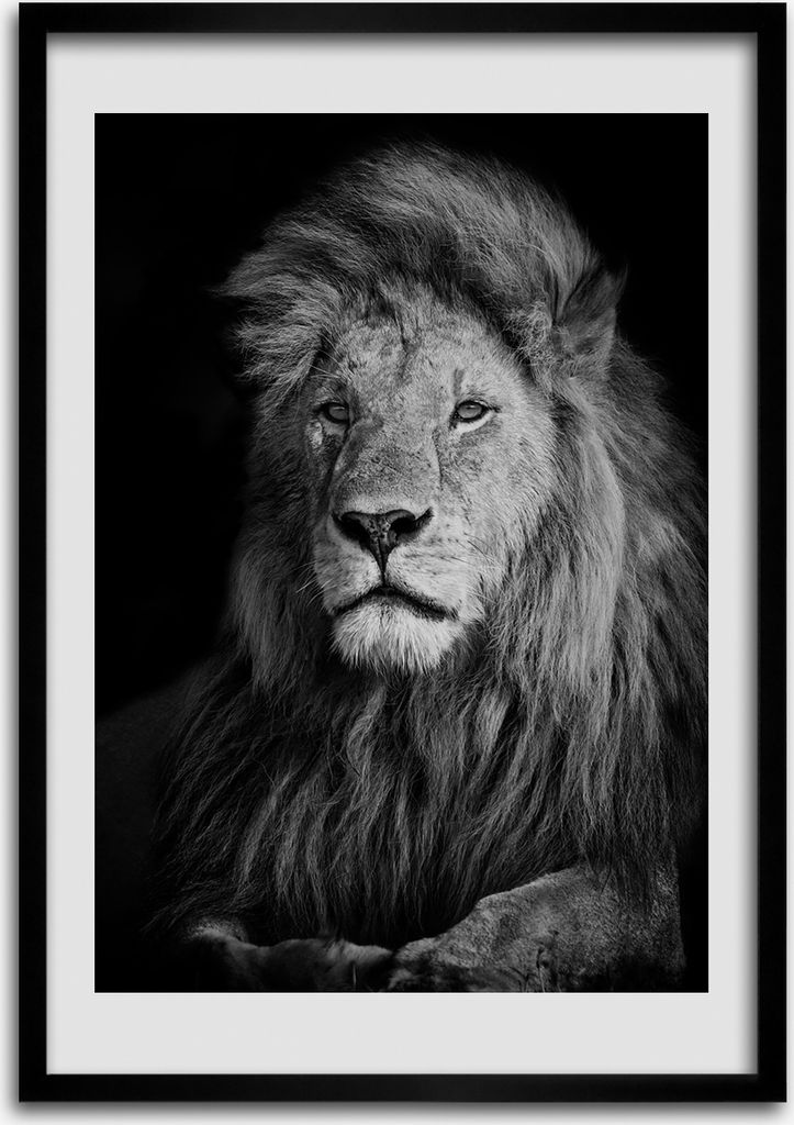 Bild - Bilderrahmen - 50 cm x 70 cm - MDF - Rahmen - Wandkunst Porträt eines Löwen