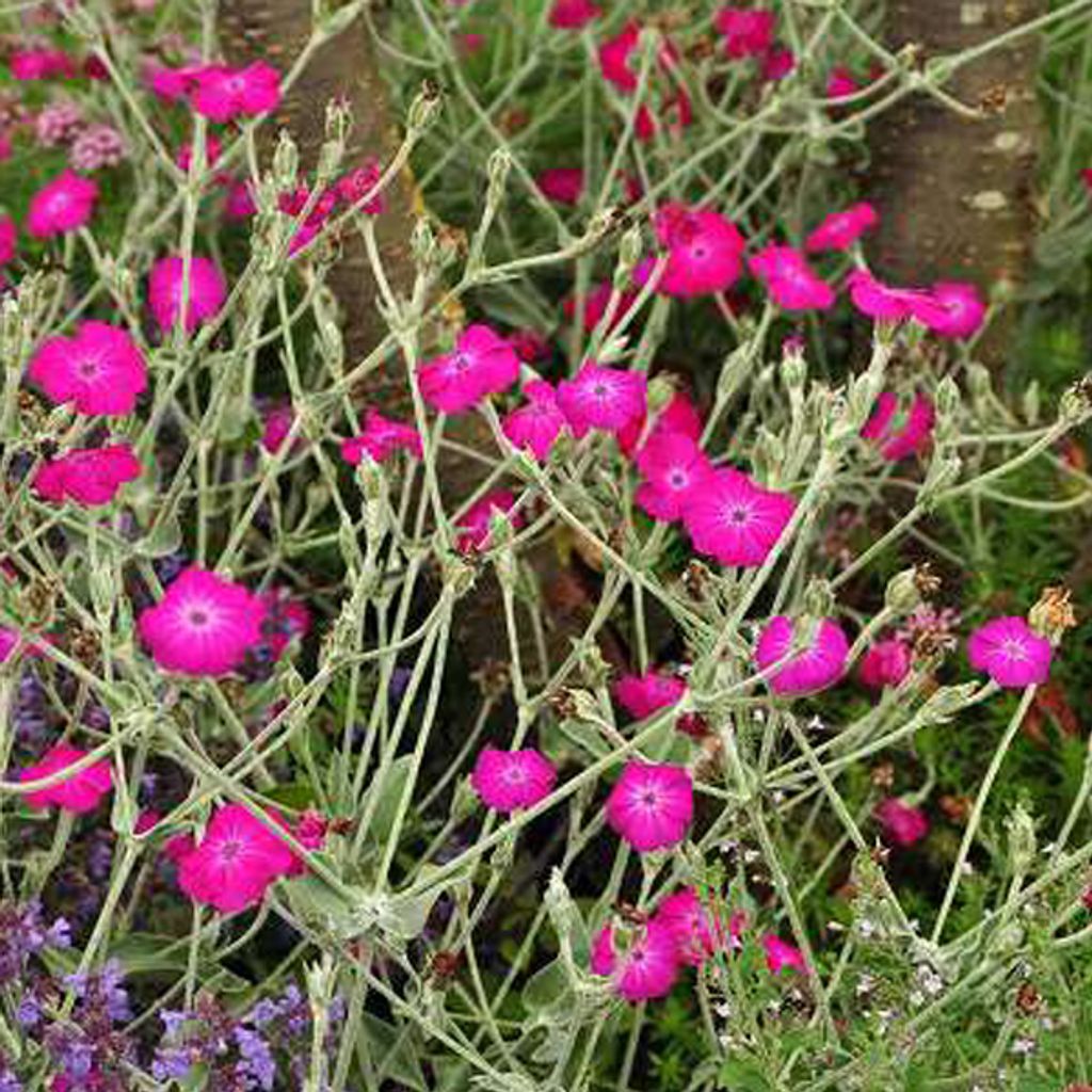 6 x Œillet de Vexier - Lychnis coronaria | pot 9cm x 9cm Image du produit 