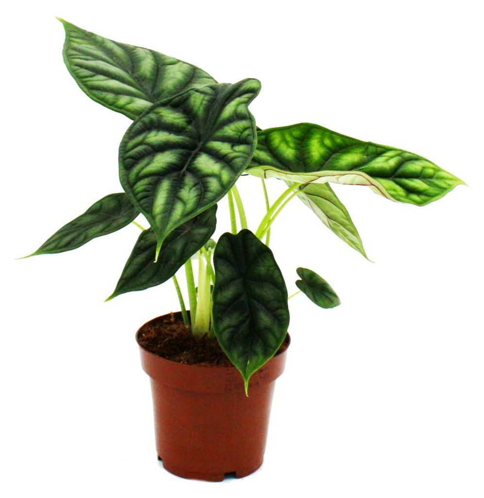 Alocasia baginda Dragon Scale - Tropenwurz - Alokasie - Produktbild 