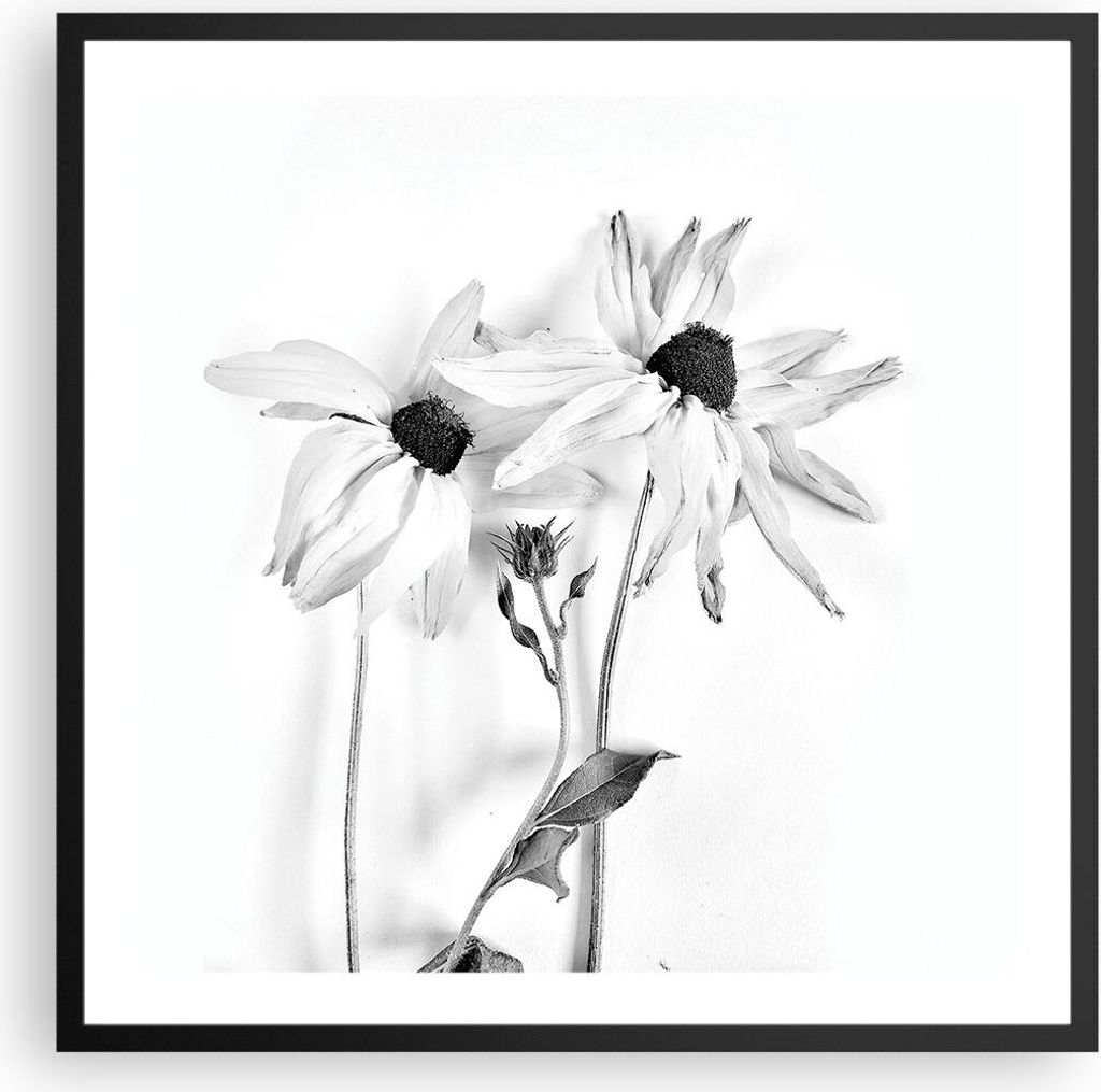 Gerahmtes Poster - Schwarzer Rahmen - Verwelkt Blumen Monochrom - 60x60 cm - Wand Bild - Wanddeko - Wandbilder - Kunstposter - Wandposter - Bilderr...