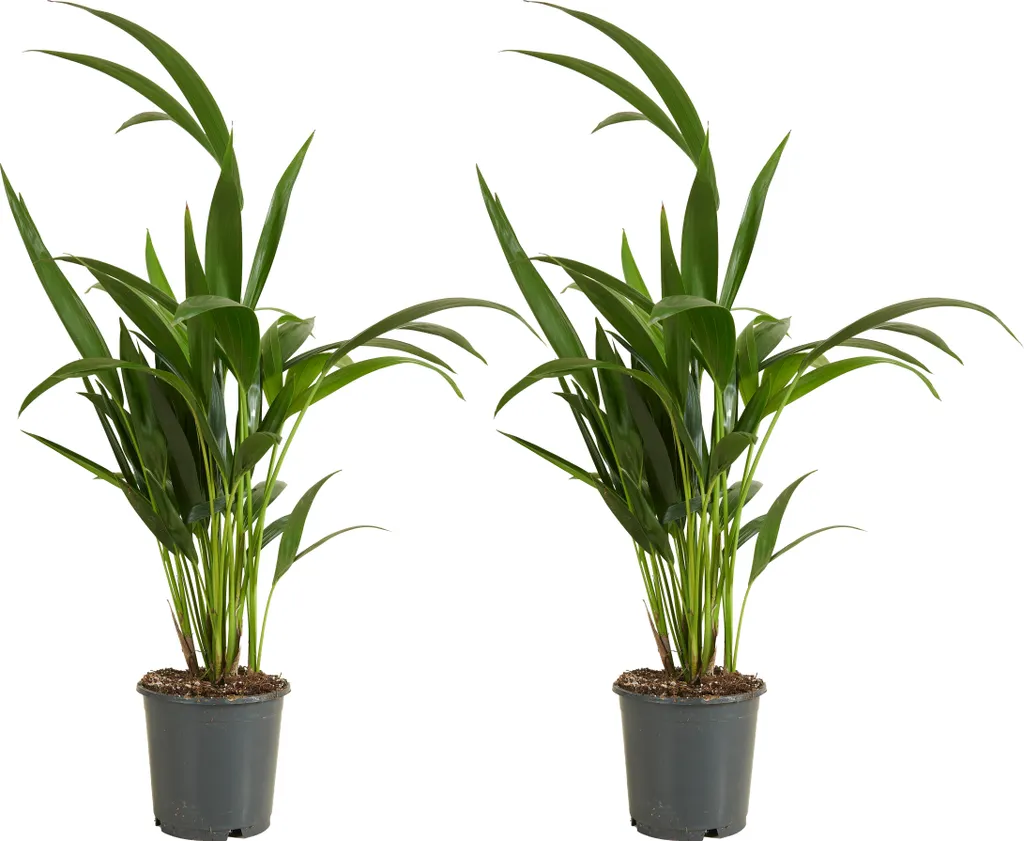 Plante verte de salon Kentia pour coin sombre et entretien facile
