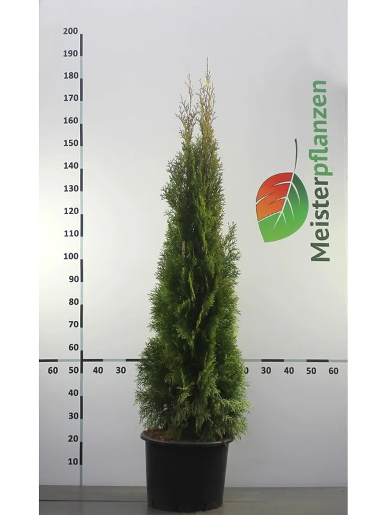 Elegantes Thuja Smaragd 140 160 Bilder