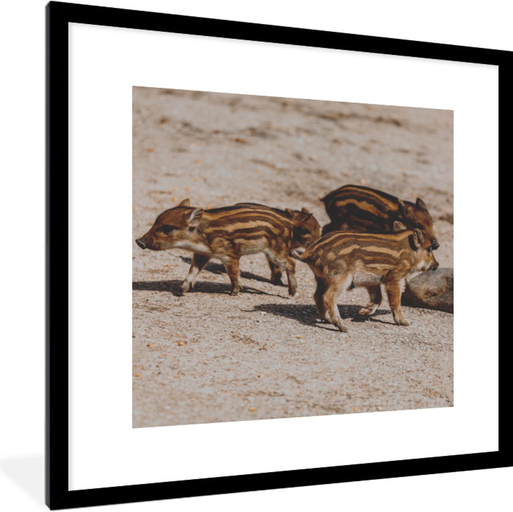 MuchoWow Gerahmtes Poster Baby - Wildschweine - Wild 40x40 cm - Poster mit Schwarzem Bilderrahmen Wandposter Rahmen Foto Bilder - Poster - Plakat...