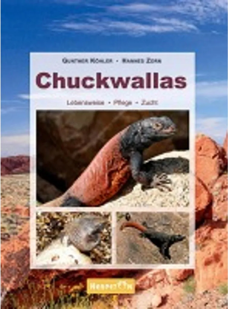Lézard Chuckwalla Sauromalus Ater - Reptile Exotique Terrestre 40cm