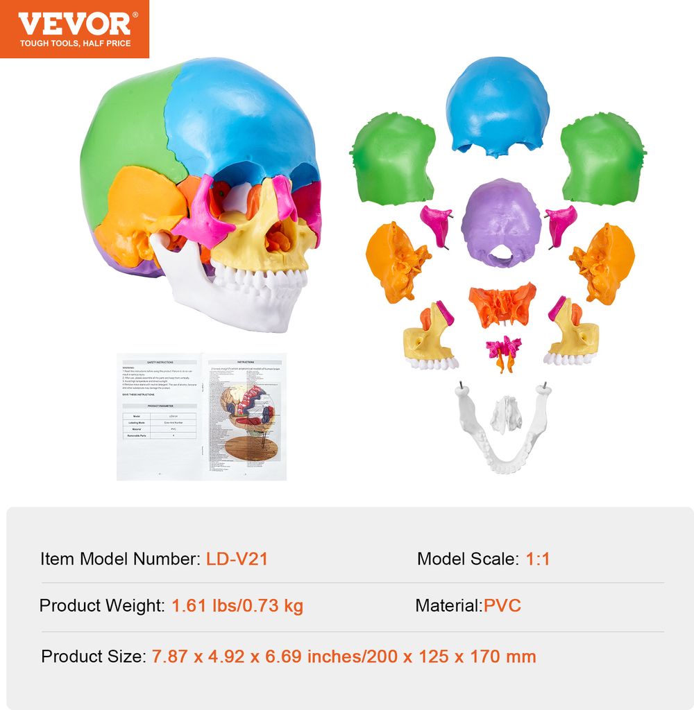 VEVOR Menschliches Schädelmodell, 22 Teile Menschliche Produktbild 7
